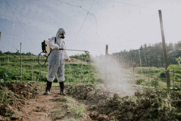 Best Ant Control Services  in Bawcomville, LA